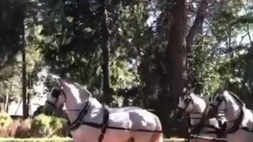 Coche de caballos en marcha