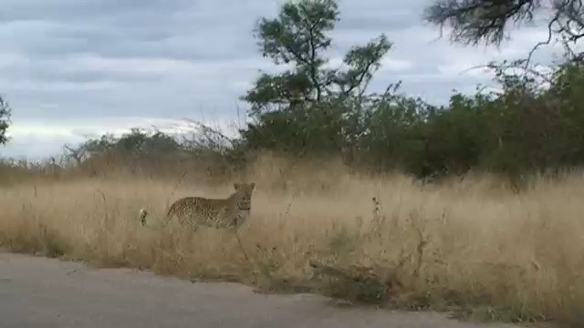 El parque kruger, aventura Sudáfrica