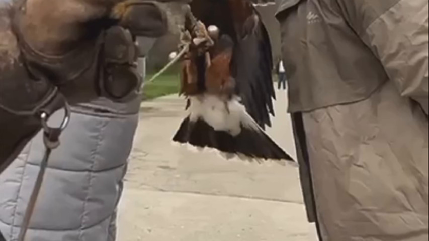 Águila que lleva los anillos de boda