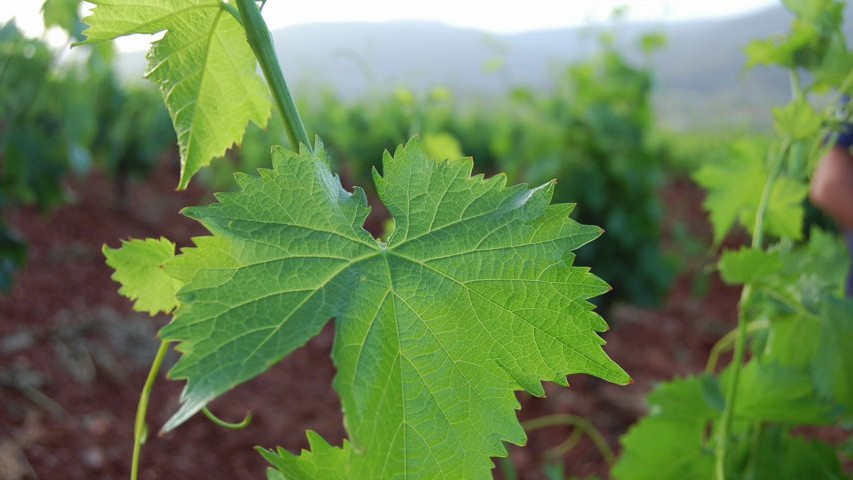 Cortijo El Cura