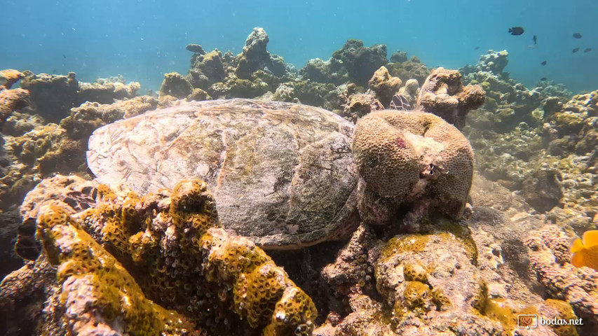 Snorkel con tortugas 