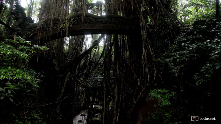 Bali Ubud Monkey Forest