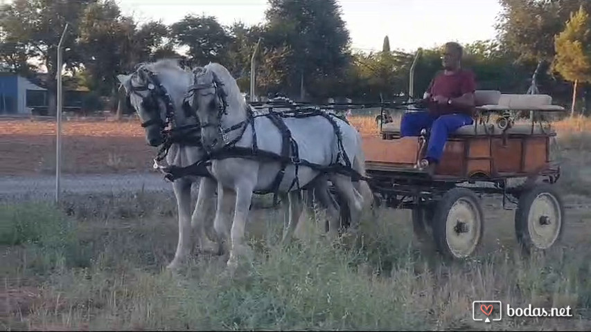 Burbuja y Rumboso