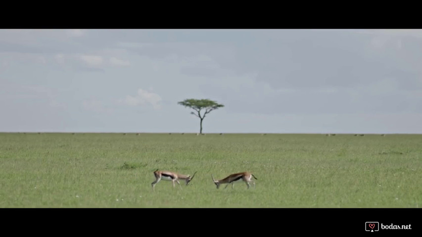 Kenia Safari