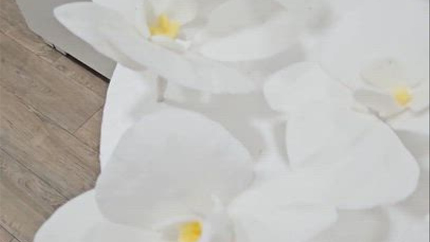 Orquideas