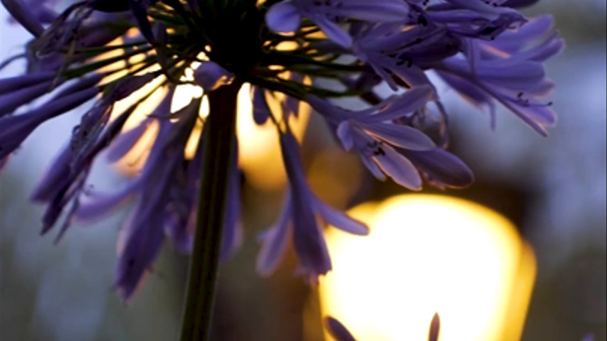 Magia Nocturna: Tu Evento en Nuestros Jardines