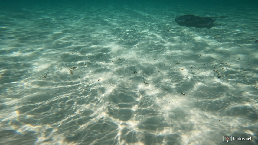 Snorkel