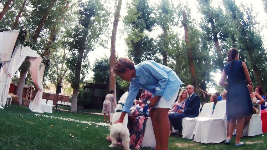 Perrito invitado en la boda de su tía