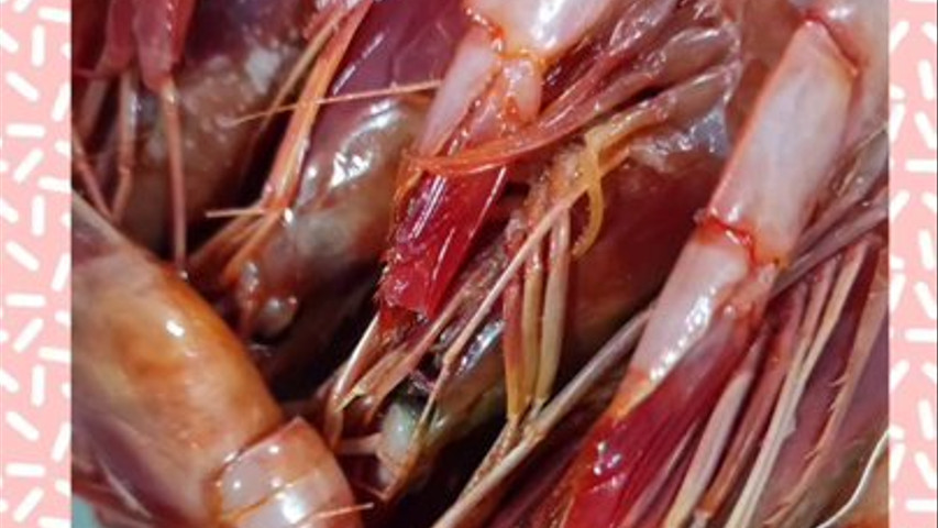 Gamba roja