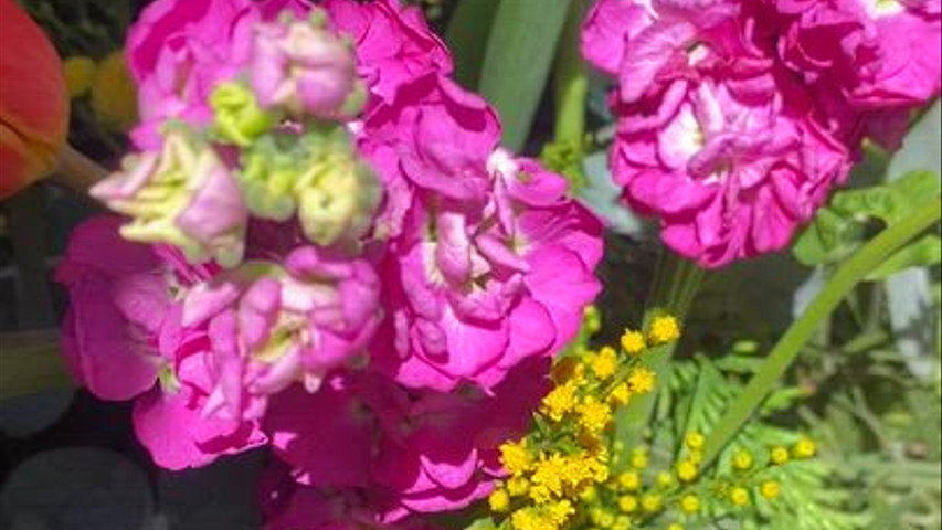 Estefania Gahete Flores y Eventos