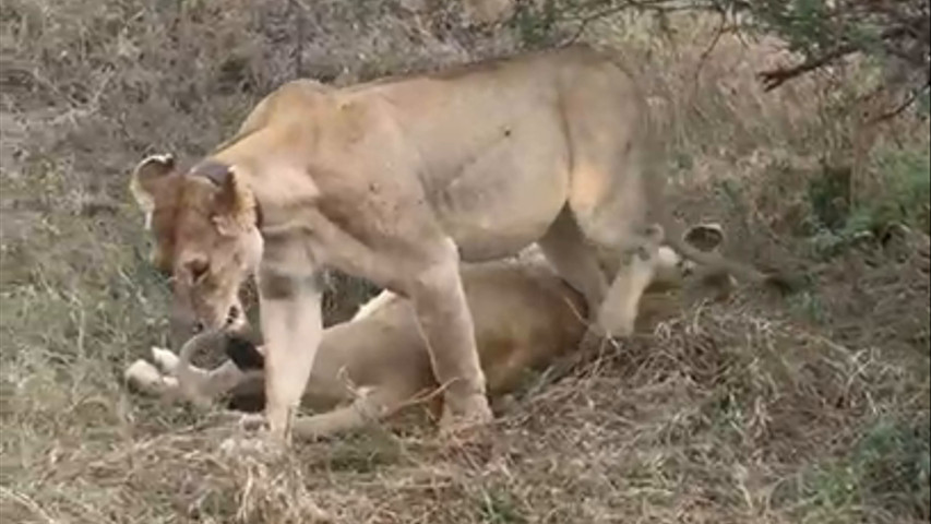 Leonas después de cazar