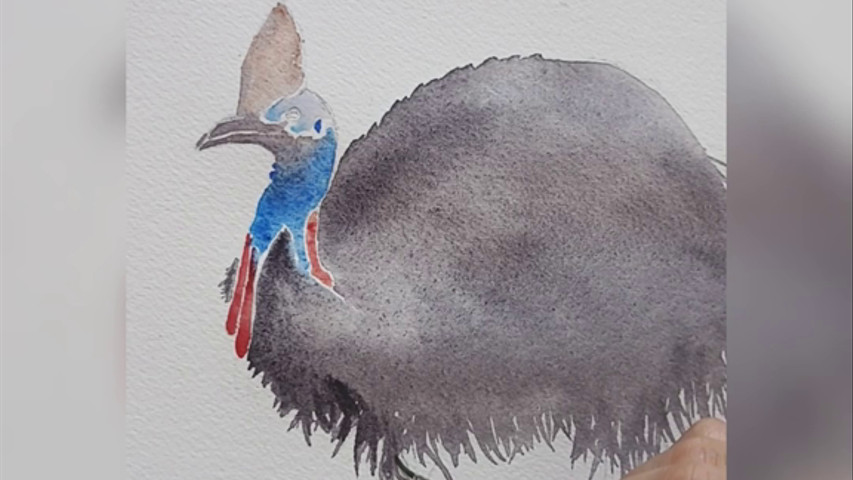 Ilustrando un Cassowary 