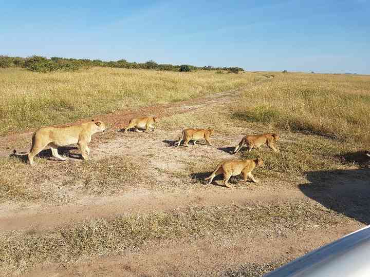 Opiniones De Masikio Safaris Bodas Net