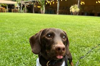 Guinardogs - 10