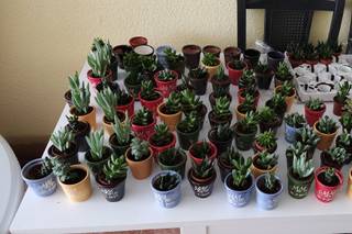 GermiGarden - 14