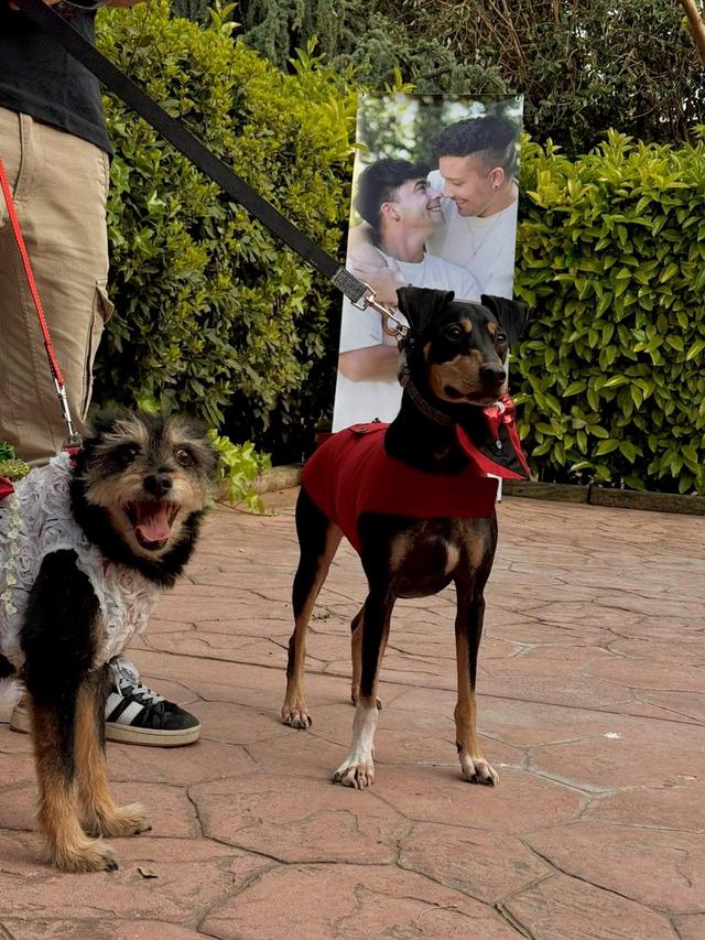 Kikao - Cuidadora de Mascotas - 3