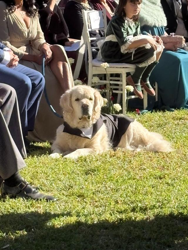 Bodas con Huella - Tu Perro en tu Evento - 1