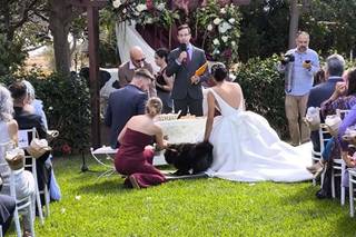 Tu perro en tu boda - 8