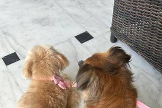 Tu perro en tu boda - 13