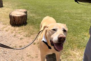 Guinardogs - 8