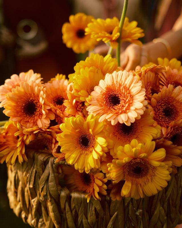 Ojala Weddings&Events - 2
