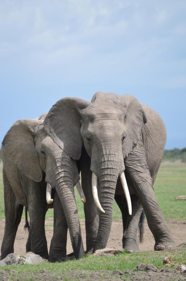 The African Experiences - 2