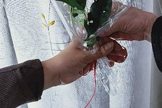 FlorArt AB - 8