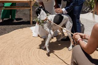 Tu perro en tu boda - 9