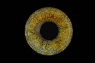 Eyedentity - 6