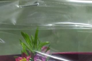 Origen Arte Floral - 6