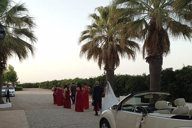 Beetle Love Bodas 5