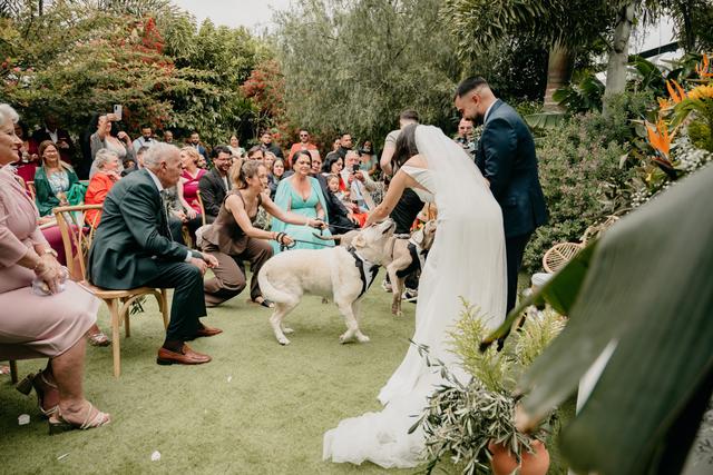 Tu perro en tu boda - 3
