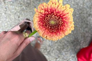 L’Arbre Flors - 12