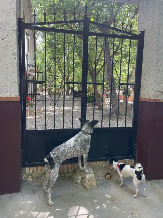 La Bona Dog - 2