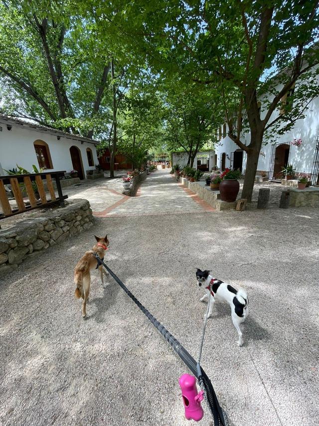 La Bona Dog - 3