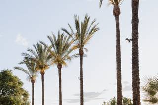 Melissa Belmonte Films - 8