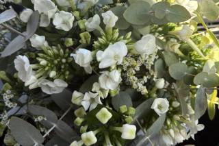 Querida Flowers - 5