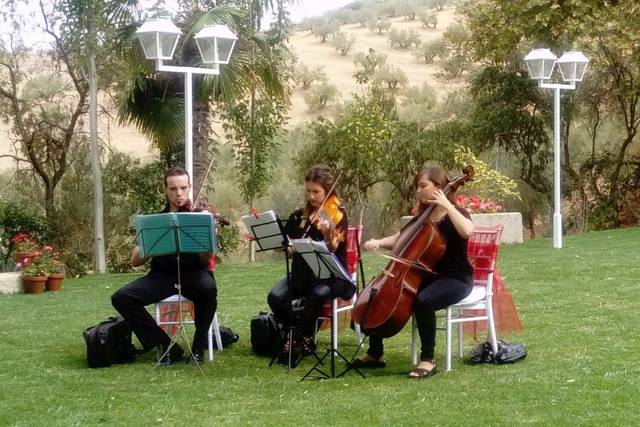 Cema Musical 2