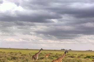 African Safari Travel - 4