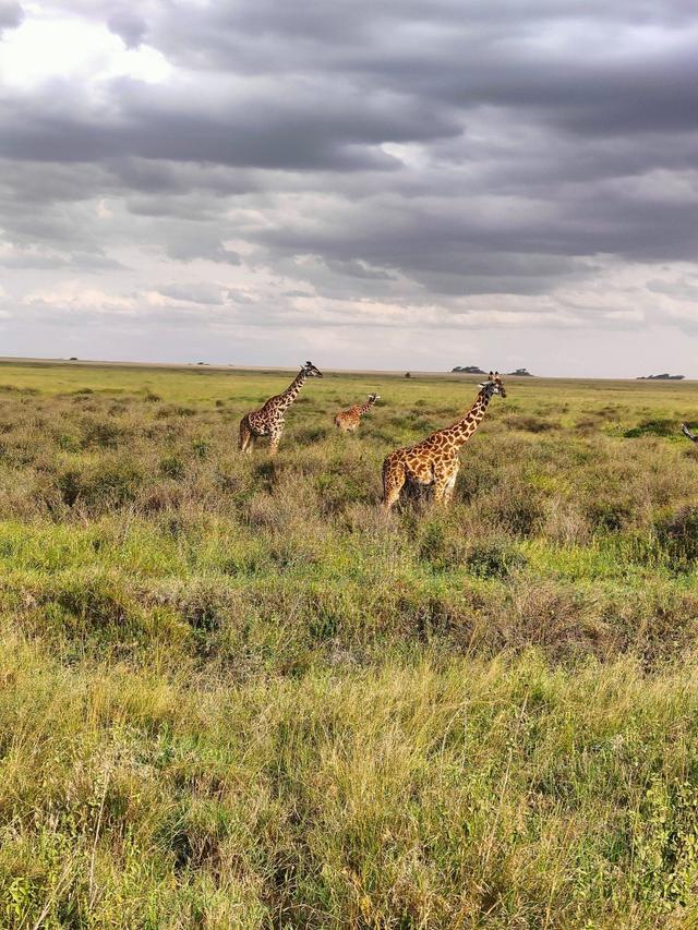African Safari Travel - 3
