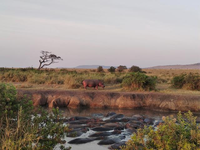 African Safari Travel - 1