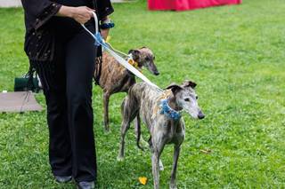 Haciendoelgalgo - 5
