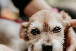 Tu perro en tu boda - 7