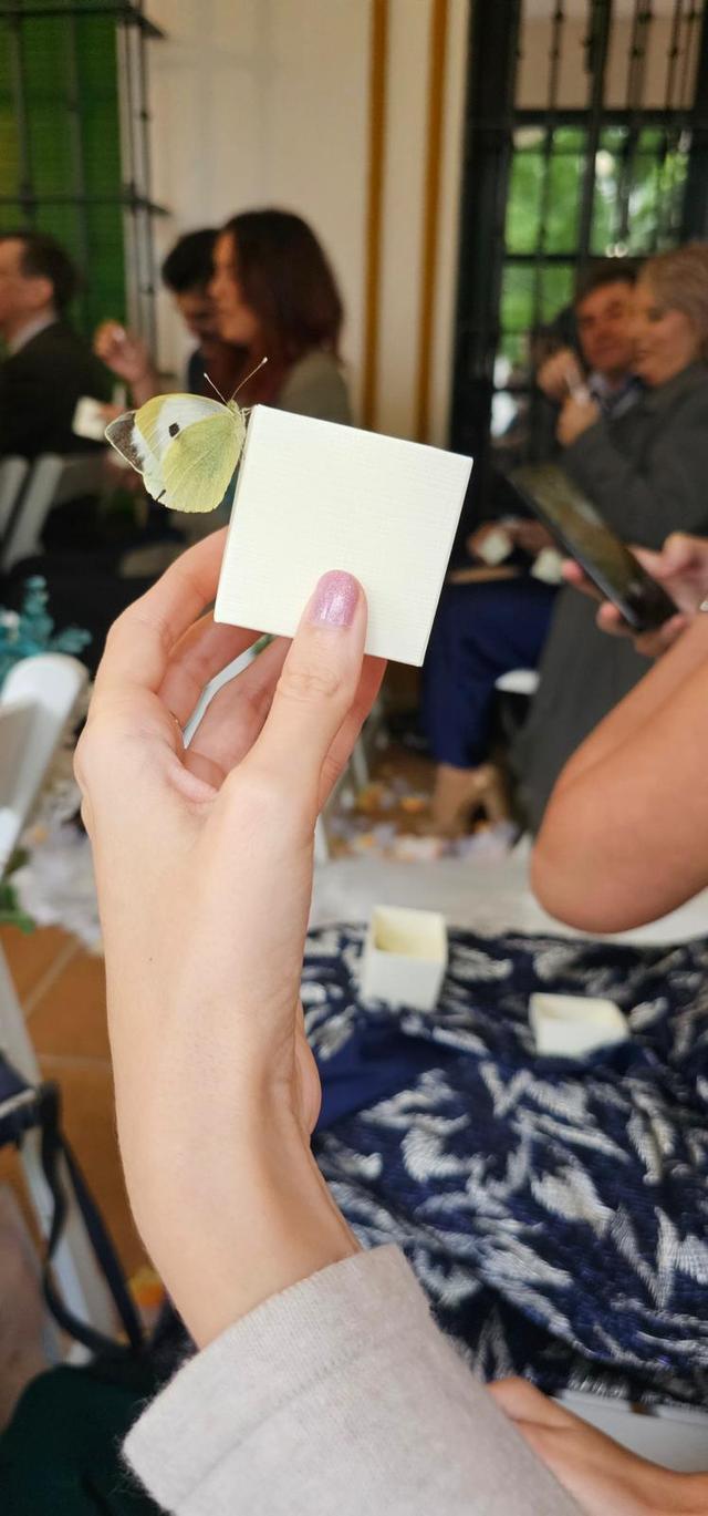 Mariposas para bodas - 2