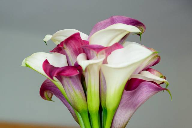 Limonium 1