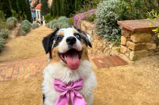 Fur-ever after - Cuidadora de mascotas - 5