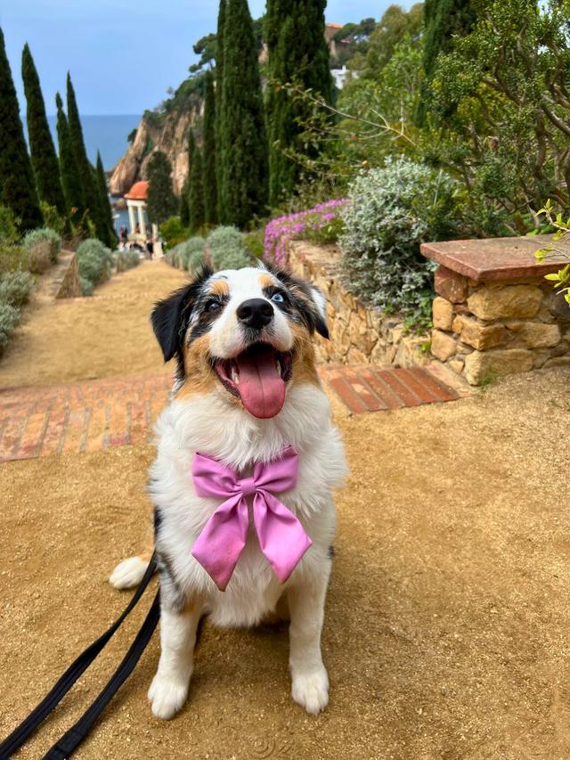 Fur-ever after - Cuidadora de mascotas - 1