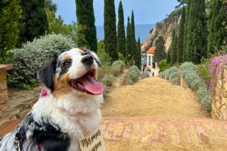 Fur-ever after - Cuidadora de mascotas - 6