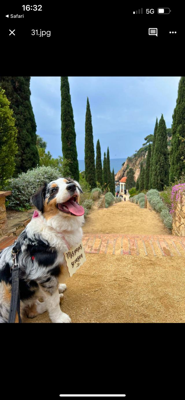 Fur-ever after - Cuidadora de mascotas - 3