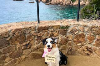 Fur-ever after - Cuidadora de mascotas - 7